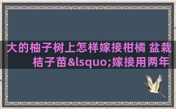 大的柚子树上怎样嫁接柑橘 盆栽桔子苗‘嫁接用两年枝条能成活吗